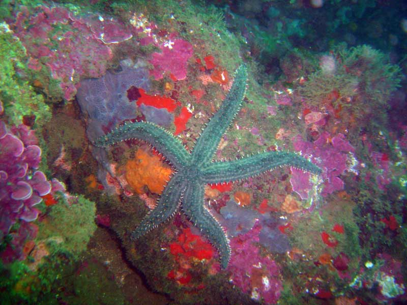 Estrella de mar amb puntxes